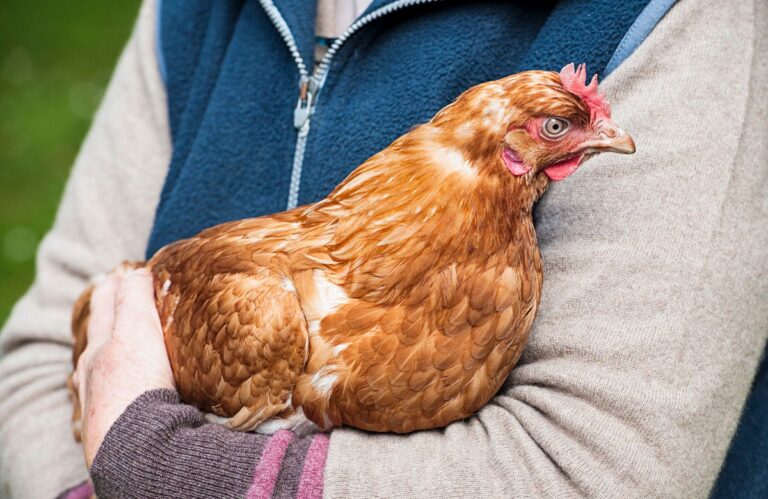 farmer holding hen