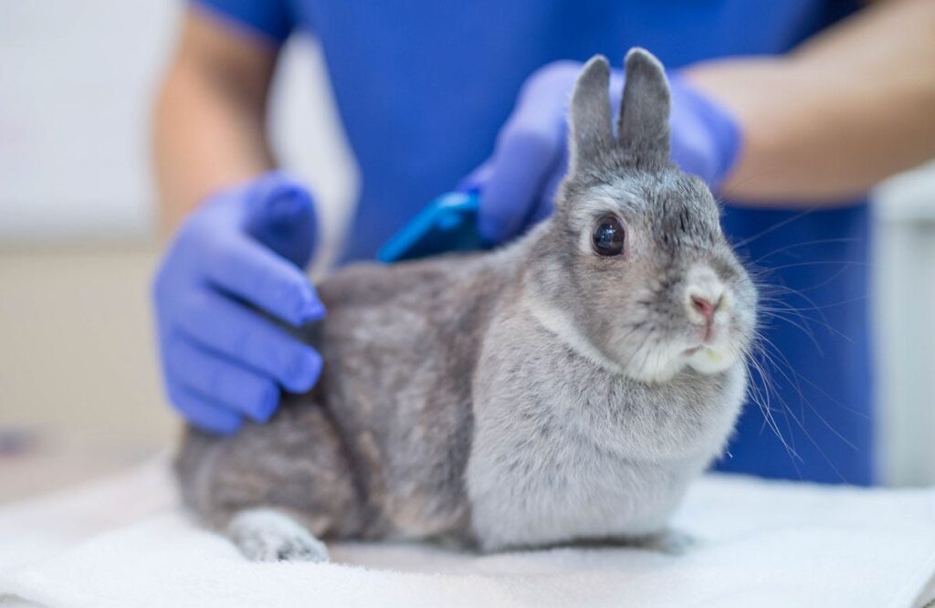 rabbit at vet